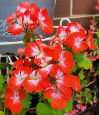 Pelargonium zonale maroon and weiß blumen