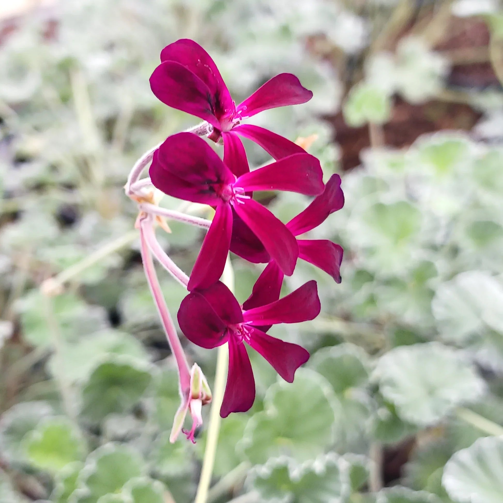 Pelargonium Sidoides Blume Samen zur Aussaat ideal Gärten