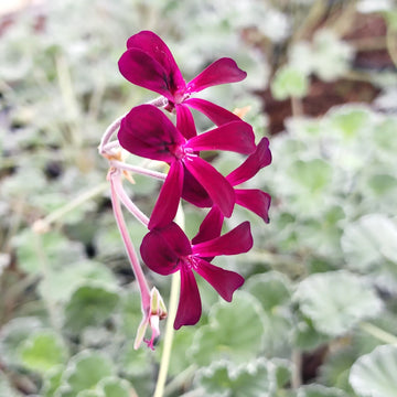 Pelargonium Sidoides Blume Samen zur Aussaat ideal Gärten