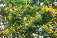 Peltophorum Blumensamen zur Aussaat pflegeleicht Traditionssorte & ohne Gentechnik Samen Hausgarten
