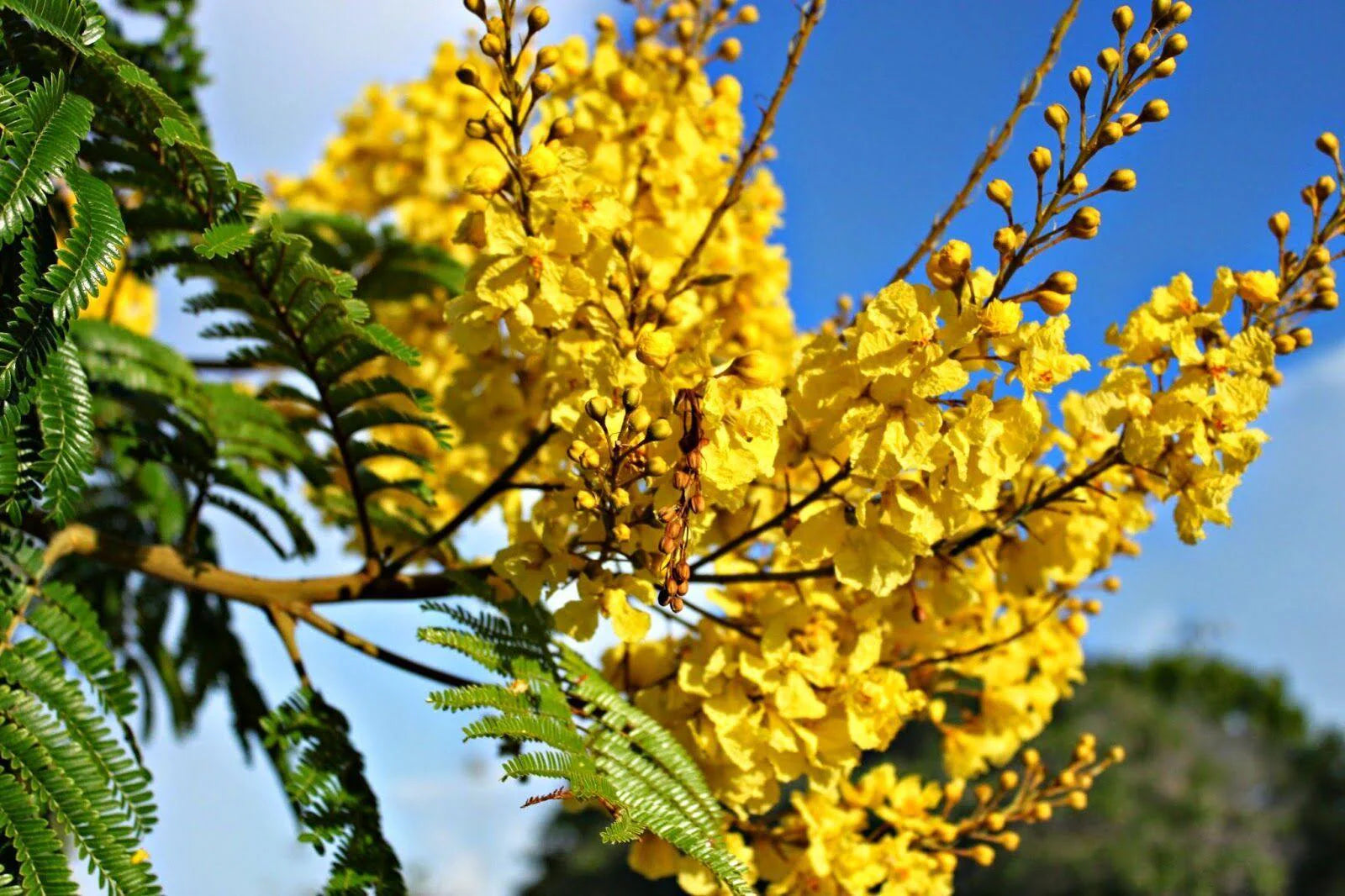 Peltophorum Blumensamen zur Aussaat pflegeleicht Traditionssorte & ohne Gentechnik Samen Hausgarten