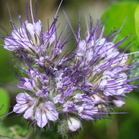Violet pennyroyal blumen in garten borders