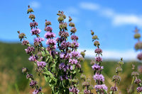 Pennyroyal Mint Pflanze with small purple Blumen