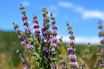 Pennyroyal Mint Pflanze with small purple Blumen