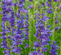 Penstemon blau blume anpflanzung samen – hardy garten perennial