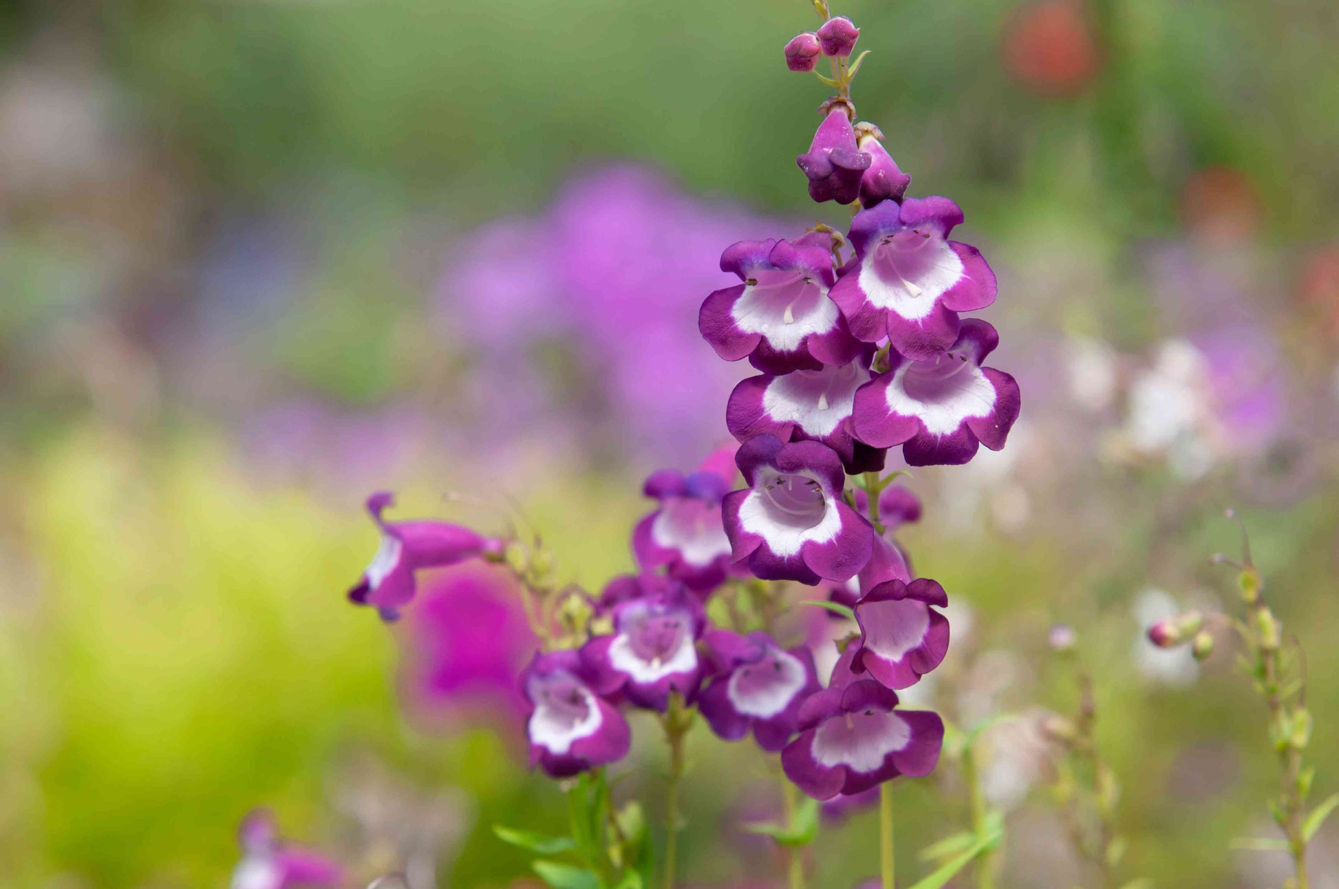 Lila Beardtongue Blumensamen zur Aussaat saisonal Dauerblüher Traditionssorte & ohne Gentechnik Samen Hausgarten