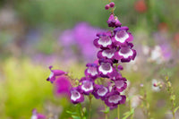 Lila Beardtongue Blumensamen zur Aussaat saisonal Dauerblüher Traditionssorte & ohne Gentechnik Samen Hausgarten