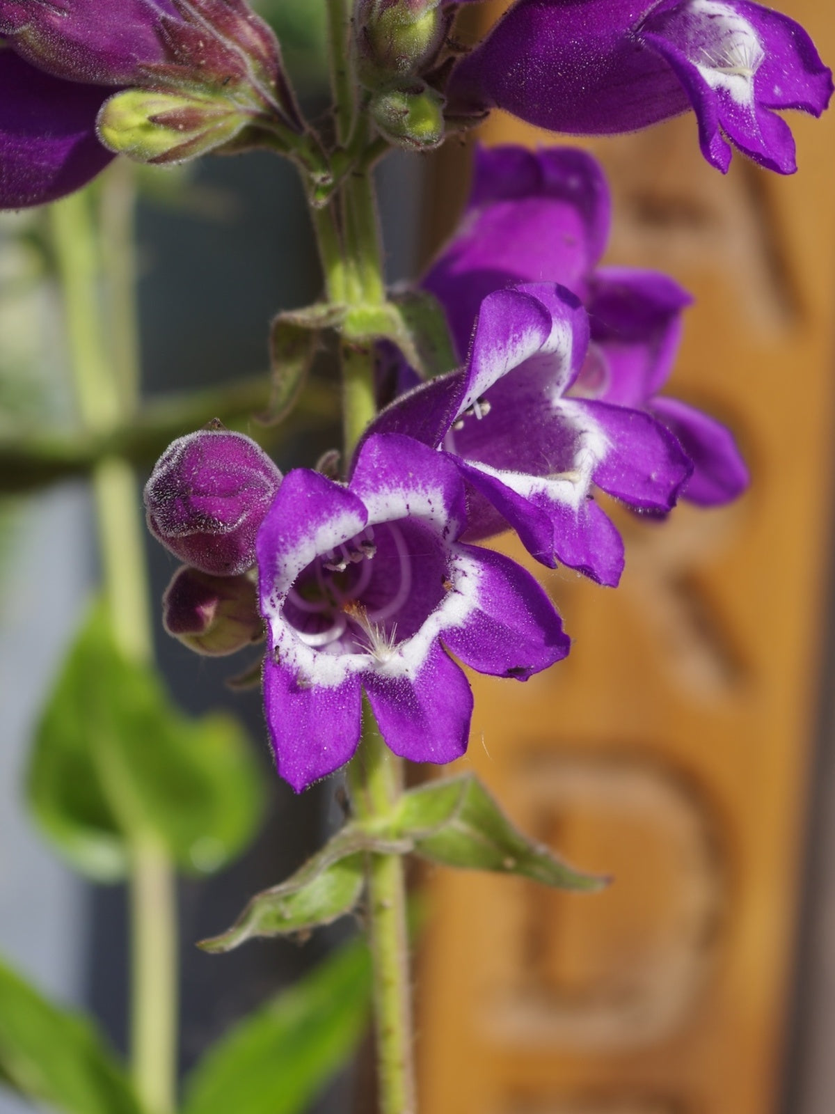 Lila Beardtongue Blumensamen zur Aussaat saisonal Dauerblüher Traditionssorte & ohne Gentechnik Samen Hausgarten