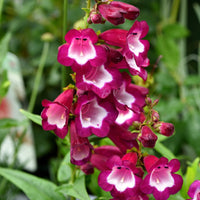 Violett Penstemon Blumensamen zur Aussaat – leuchtend Blüten – Traditionssorte & ohne Gentechnik Samen Hausgarten
