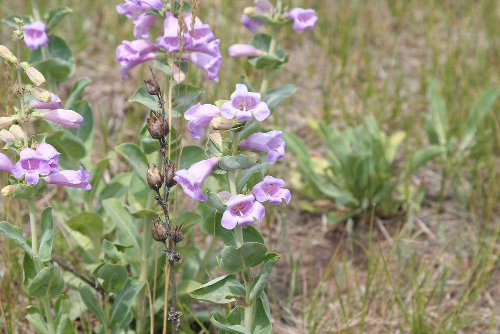 Penstemon (penstemon grandiflorus) samen for anpflanzung in home garten