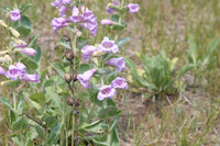 Penstemon (penstemon grandiflorus) samen for anpflanzung in home garten