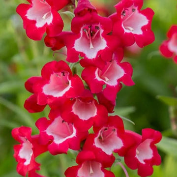 Rot Penstemon Hartwegii Blumensamen zur Aussaat – leuchtend – Traditionssorte & ohne Gentechnik Samen Hausgarten