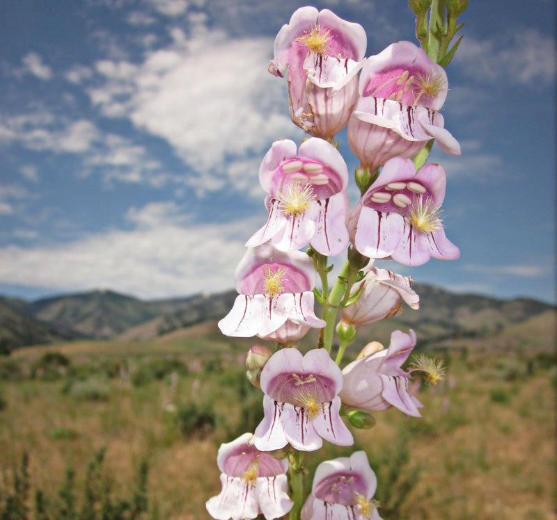 Penstemon Palmeri Blumensamen zur Aussaat Bestäuber freundlich Traditionssorte & ohne Gentechnik Samen Hausgarten