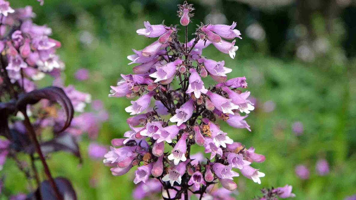 Traditionssorte Beardtongue Blumensamen zur Aussaat Landhaus Garten wichtig Traditionssorte & ohne Gentechnik Samen Hausgarten