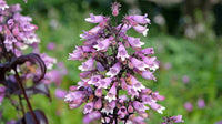 Traditionssorte Beardtongue Blumensamen zur Aussaat Landhaus Garten wichtig Traditionssorte & ohne Gentechnik Samen Hausgarten