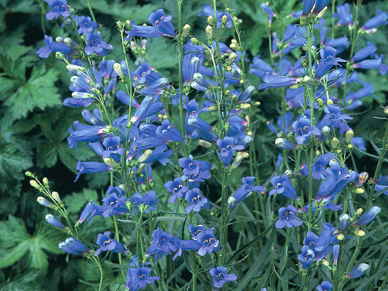 Penstemon Heterophyllus Blau Samen Striking Blau Blumen