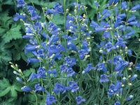 Penstemon Heterophyllus Blau Samen Striking Blau Blumen