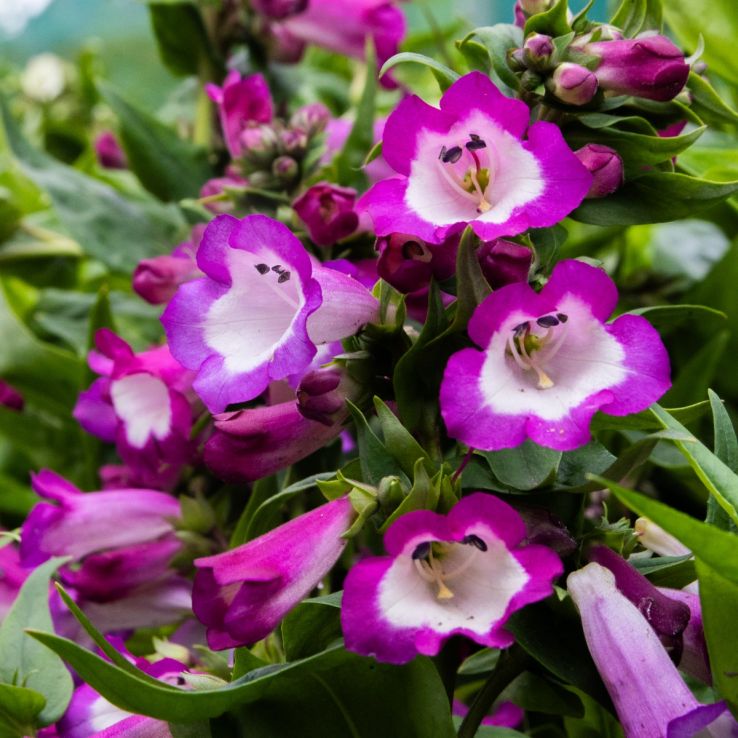Violett Penstemon Blumensamen zur Aussaat – leuchtend Blüten – Traditionssorte & ohne Gentechnik Samen Hausgarten