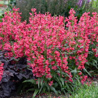 Rosa Penstemon Strictus Blumensamen zur Aussaat – hochwertige Qualitäts- – Traditionssorte & ohne Gentechnik Samen Hausgarten