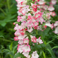Rosa Penstemon Blumensamen zur Aussaat – pflegeleicht – Traditionssorte & ohne Gentechnik Samen Hausgarten