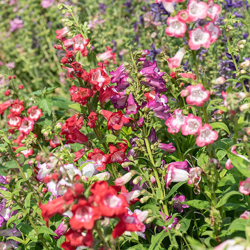 Mix penstemon barbatus blume samen for anpflanzung - premium quality, heirloom & gmo free samen for home garten
 
 sale for anpflanzung in home garten