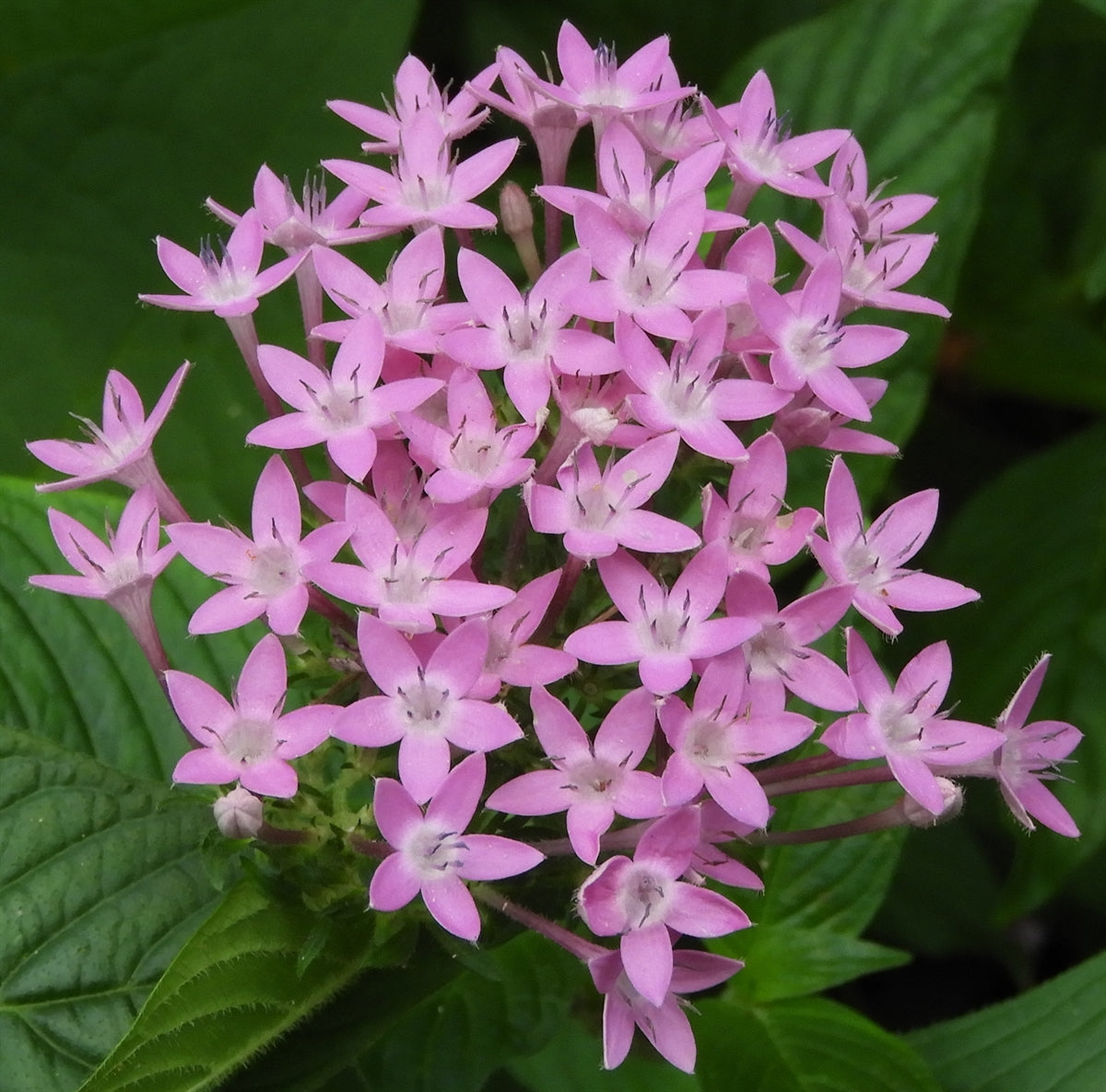 Penta Blumensamen zur Aussaat – duftend Blüten – Traditionssorte & ohne Gentechnik Samen Hausgarten