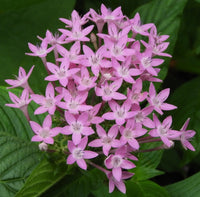 Penta Blumensamen zur Aussaat – duftend Blüten – Traditionssorte & ohne Gentechnik Samen Hausgarten