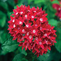 Gemischt Star Pentas Blumensamen zur Aussaat – Halbschatten verträglich – Traditionssorte & ohne Gentechnik Samen Hausgarten