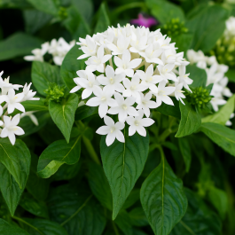 Weiß Pentas Starla Blumensamen zur Aussaat – Wildblume Mischung – Traditionssorte & ohne Gentechnik Samen Hausgarten