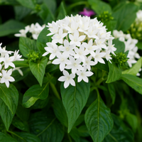 Weiß Pentas Starla Blumensamen zur Aussaat – Wildblume Mischung – Traditionssorte & ohne Gentechnik Samen Hausgarten