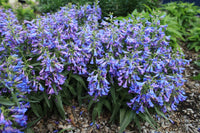 Blau Penstemon Barbatus Blumensamen einfache Aussaat