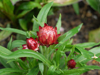 Rot Helichrysum Italicum Blumensamen zur Aussaat – pflegeleicht – Traditionssorte & ohne Gentechnik Samen Hausgarten