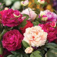 Rot & Weiß kletternd Rose ohne Gentechnik Traditionssorte Garten Samen Blumensamen zur Aussaat – Wildblume Mischung – Traditionssorte & ohne Gentechnik Samen Hausgarten