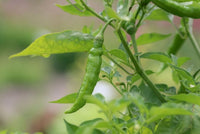 Pepperoncini Gemüsesamen  Ideal for für den Hausgarten