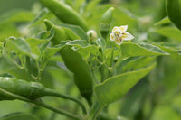 Pepperoncini Gemüsesamen  Ideal for für den Hausgarten