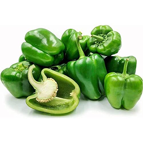 Pepper pflanzen wachsend in gemüse patch garten bed