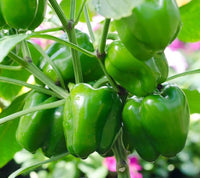 Pepper pflanzen thriving in containers