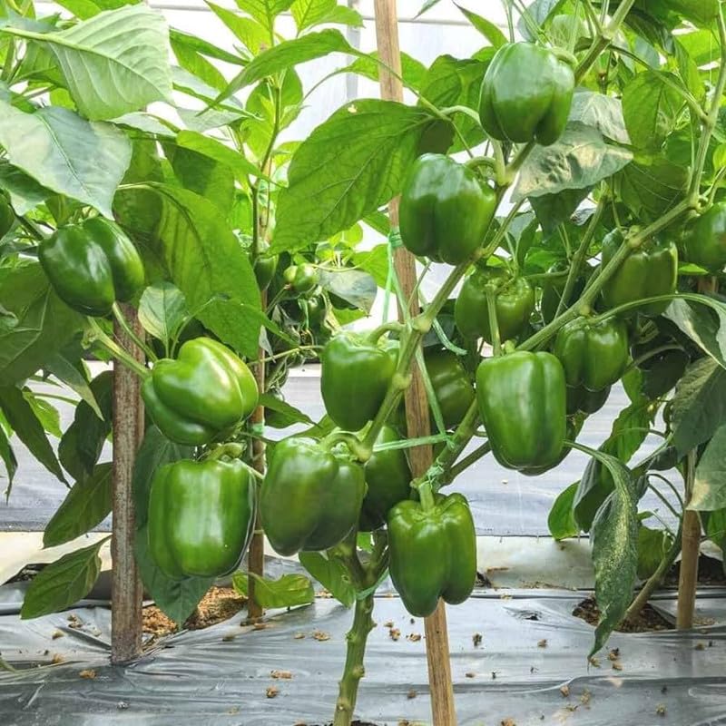 Pepper pflanzen gezogen aus non-gmo samen