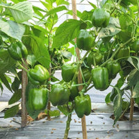 Pepper pflanzen gezogen aus non-gmo samen