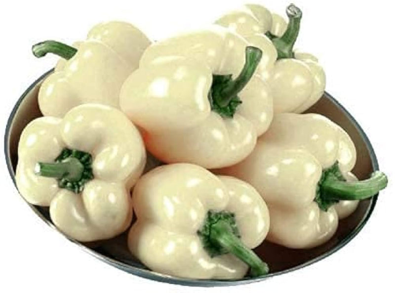 Capsicum annuum pepper samen für aussaat