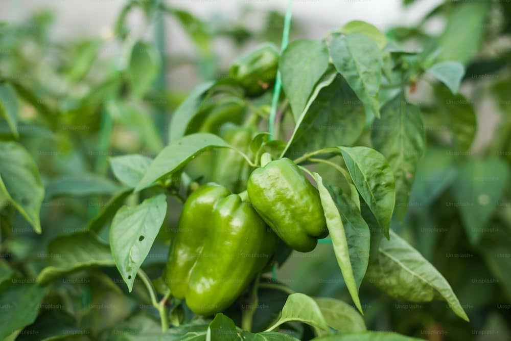 Non gmo pepper samen ready für aussaat