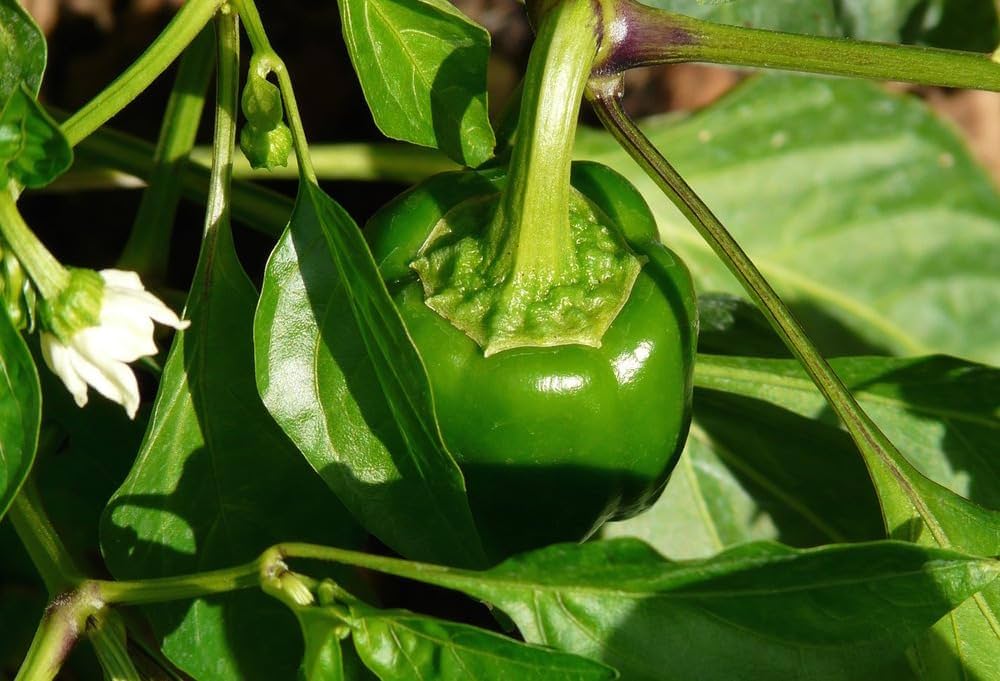 Pepper samen für home garten and spice corner