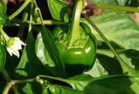 Pepper samen für home garten and spice corner