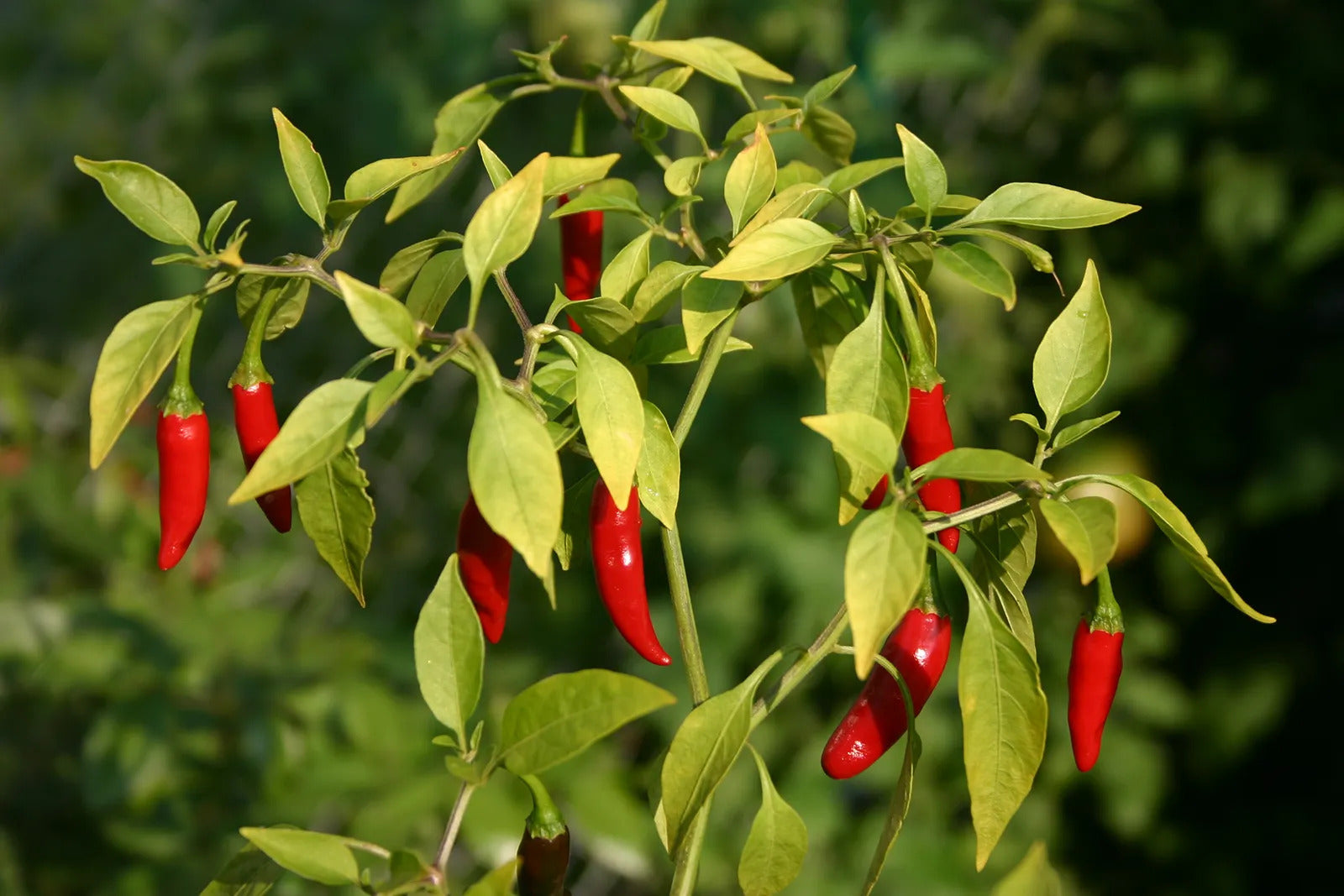 Hot pepper samen germination seedlings garten