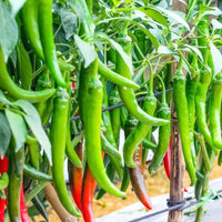 Pepper samen with strong germination für gardeners