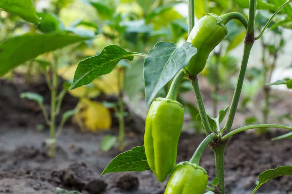 Pepper pflanzen in gemüse patch