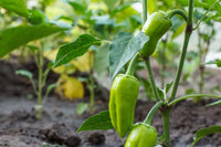 Pepper pflanzen in gemüse patch
