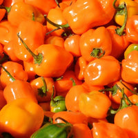Orange Bell Pepper Gemüse Samen zum Pflanzen - Year-Round Growth