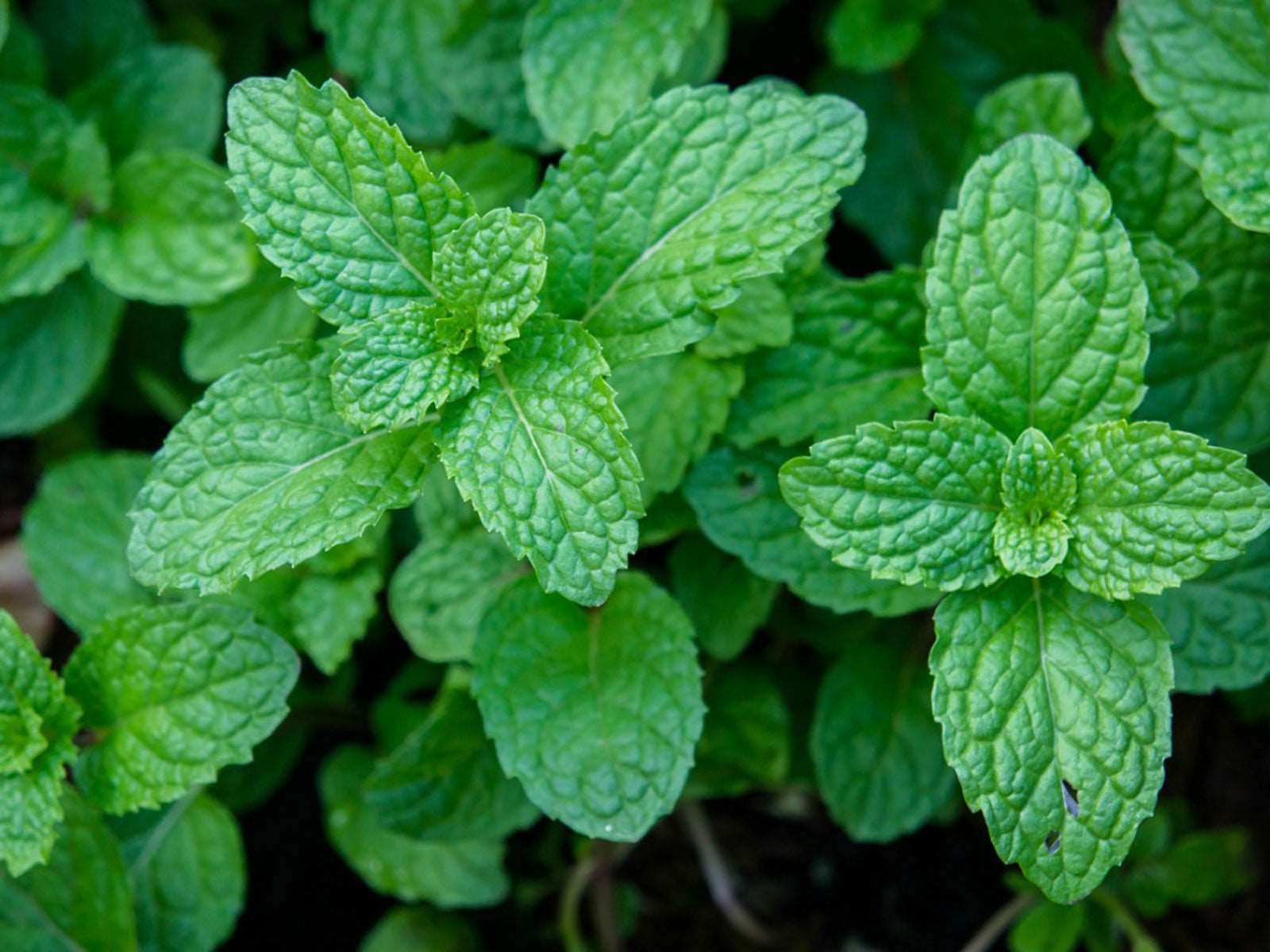 Mint Pflanze Samen For Aussaat - frisch Green Mentha Variety Vegetable Samen