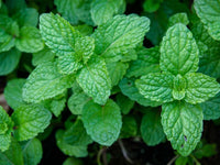 Mint Pflanze Samen For Aussaat - frisch Green Mentha Variety Vegetable Samen